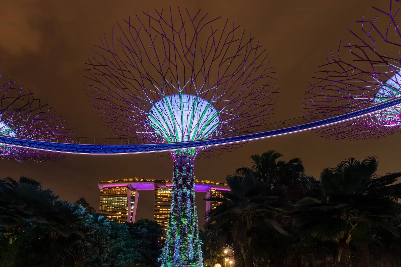 Supertrees glowing purple and green at night, with the lit OCBC Skyway curving across their trunks and the towers of Marina Bay Sands shining behind dark palm trees